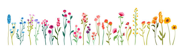 istock Big set of delicate graceful wildflowers on tall stems with foliage. Simple floral elements. Wild plants isolated on white background. Flat vector 2093295975