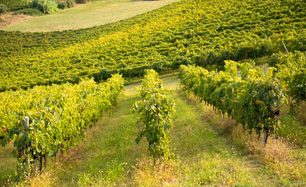 istock Vineyard and winery on hill in summer 2093298604