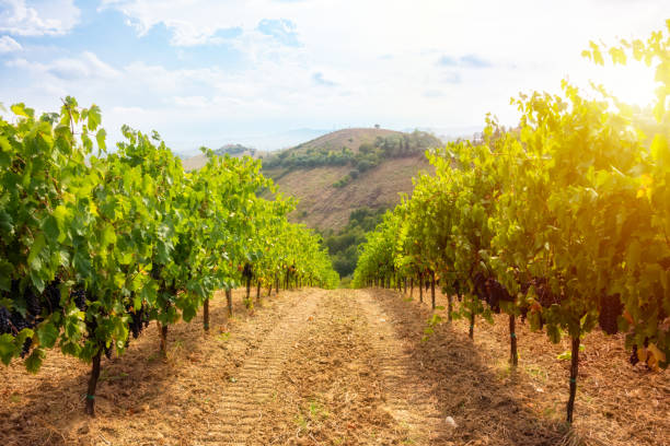 istock Vineyard and winery on hill in summer 2093298618