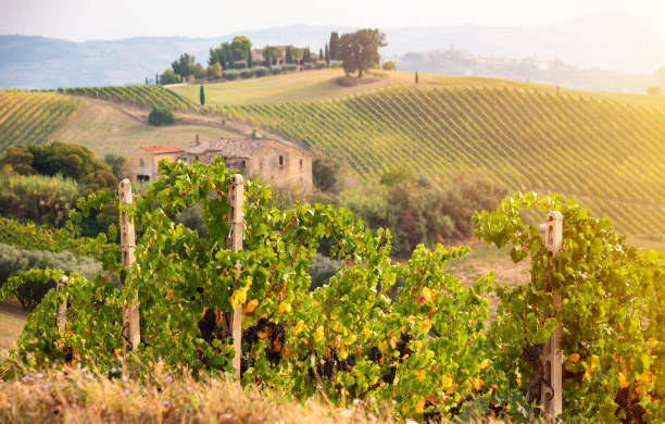 istock Vineyard and winery on hills in summer 2093301771