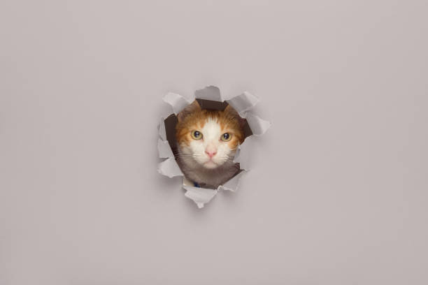 istock Orange and white cat peeks through a torn paper background. Surprise concept. 2093314931