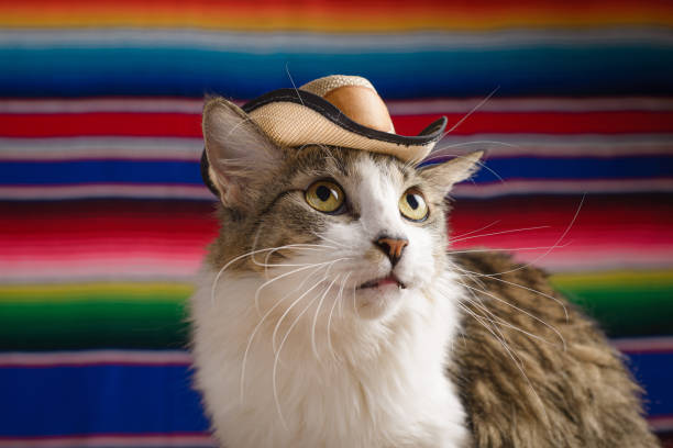 istock Cat wearing Mexican hat with serape in background. Cinco de Mayo background. 2093318748