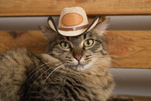 istock Cat wearing Mexican hat. Rustic wooden background. Cinco de mayo background. 2093319273