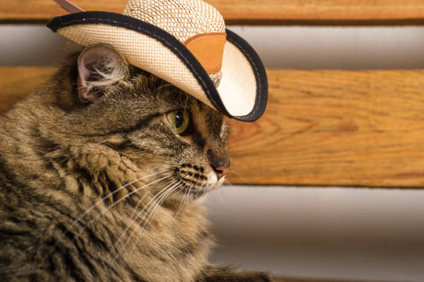 Cat wearing Mexican hat. Rustic wooden background. Cinco de mayo background.