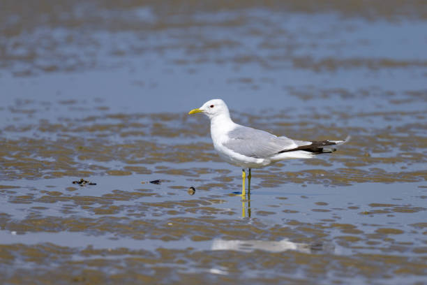 istock A Mew gull on a beach on a sunny day 2093325308