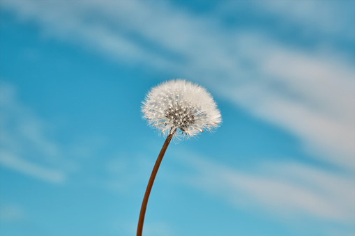 Dandelion flower seedhead against bright spring sky, selective focus