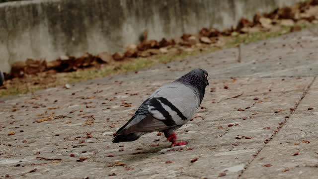 Disabled pigeon.