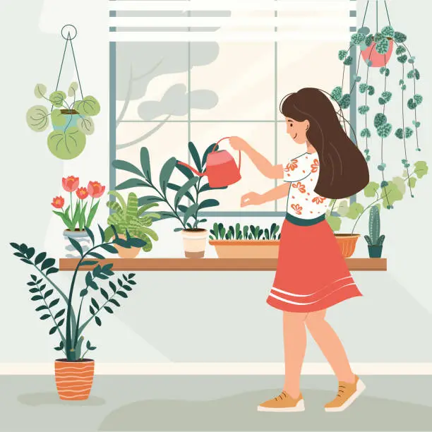 Vector illustration of Beautiful young woman holding watering can and watering houseplants in pots. Girl caring for indoor home flowers. Hobby. Vector illustration in flat style. Colored concept of home gardening