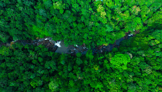 Aerial view of mixed forest, deciduous trees, greenery and waterfalls flowing through the forest. The rich natural ecosystem of rainforest concept is all about conservation and natural reforestation.