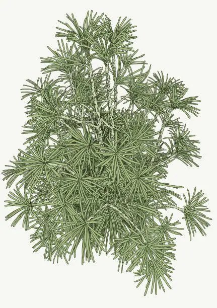 Vector illustration of Japanese Umbrella Pine Plant