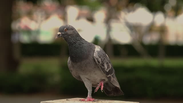 Disabled pigeon.