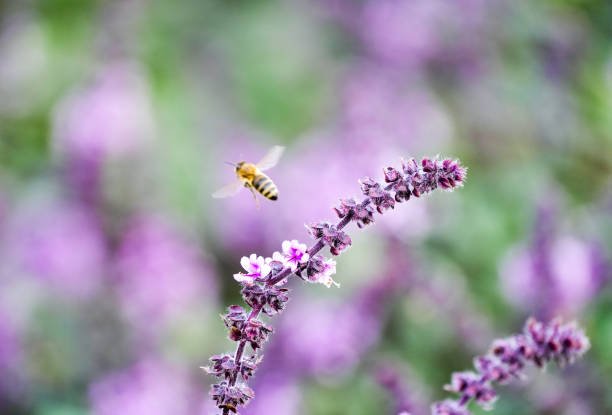 Flower of basil with a bee in flight.