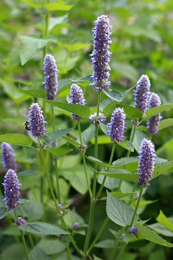 Aromatic purple-blue agastache herb native in America, traditional medicinal herb.