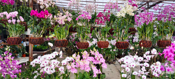 istock blooming orchid flower in a botanical garden in summer or spring time 2093380021