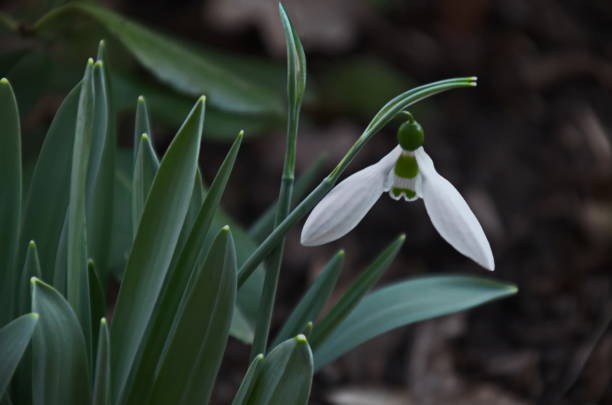 istock Fresh white snowdrops in garden at early spring 2093381603