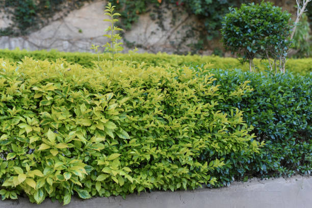 istock Very beautiful Duranta plant 2093385746