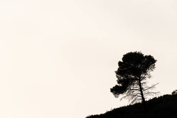 silhouette di montagna: silhouette di pino contro il cielo sovraesposto. - pine tree in a row forest solitude foto e immagini stock