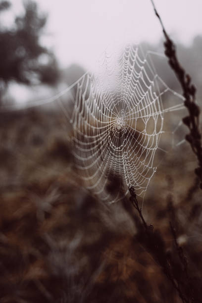 istock Cobweb Covered in Dew During Heavy Fog 2093395675