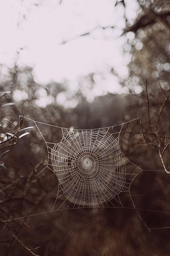 Cobweb Covered in Dew During Heavy Fog.