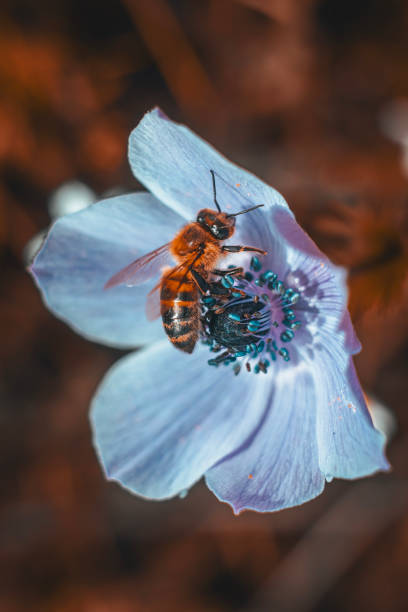 Close-up of a Bee with Blue Flower.