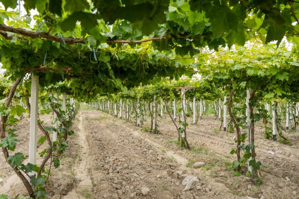 a huge acre of land for grape farm