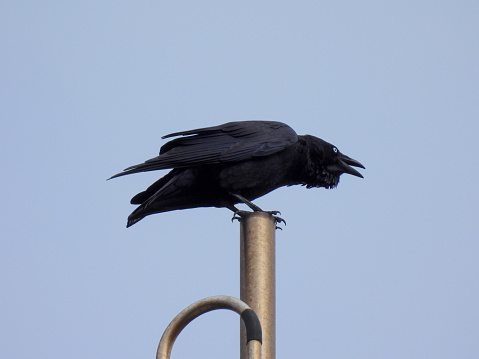 One of the Australian ravens living around Sydney Kingsford-Smith Airport.  They are calling in the morning while perched on an antenna on top of an old air traffic control tower. This image was taken from near Kyeemagh Beach, Botany Bay on an overcast and rainy morning on 17 March 2024.