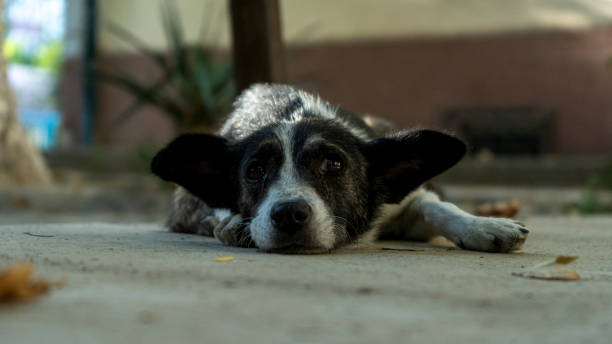 a poor street dog waiting for care