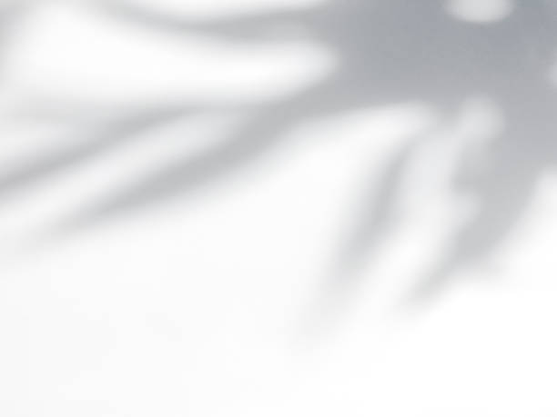 istock Overlay leaf shadow effect On white background that happens in summer Ideas for presenting the overlay product design 2093415997