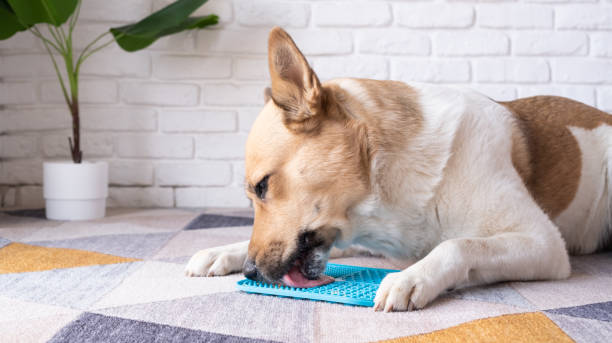 istock cute dog using lick mat for eating food slowly, licking peanut butter 2093420276