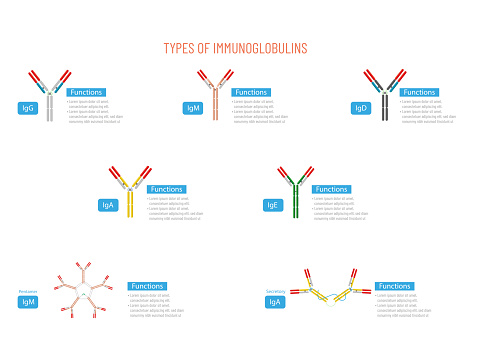 Structure of the different types of immunoglobulins on solid white background.