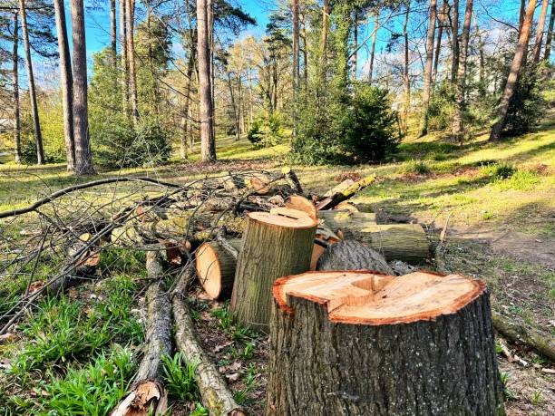 istock Logs and cut branches at the Georg-Kolbe-Hain park, Berlin 2093423425