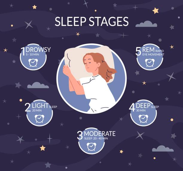 ilustrações, clipart, desenhos animados e ícones de estágios do sono. ciclo de sono rotina ciência infográfico, estágio saudável natural adequadamente repouso fase rem noite sonho profundo conceito dormiu mulher desenho animado personagem ilustração vetorial - rem