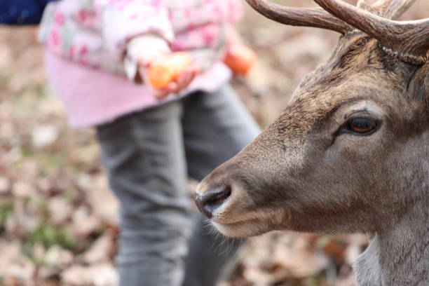 istock Children feed deer by hand in the forest. 2093425573