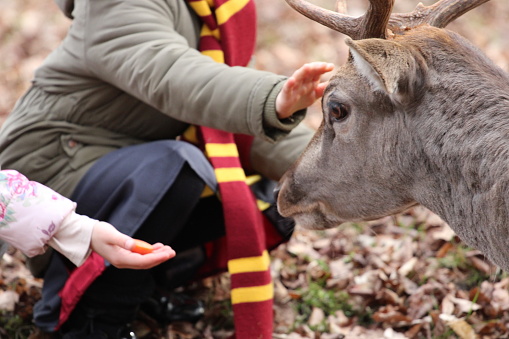 Children feed deer by hand in the forest.