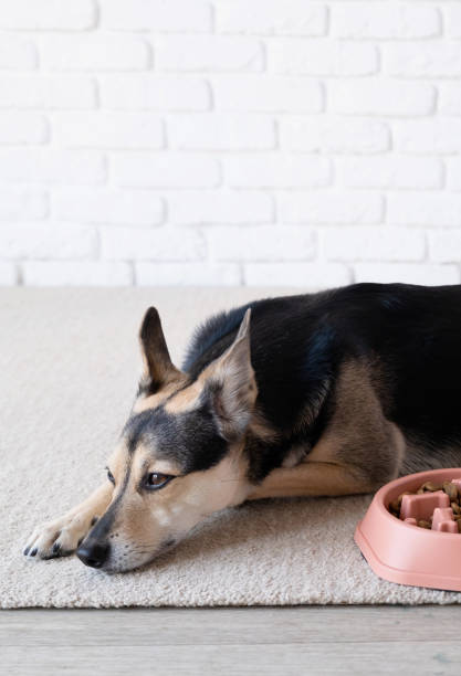 istock cute dog lying next to the bowl for slow feeding 2093432696