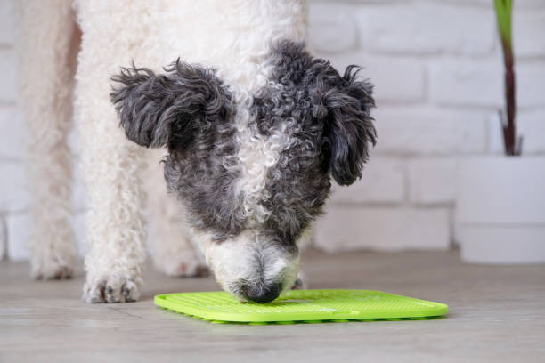 istock cute dog using lick mat for eating food slowly 2093442248