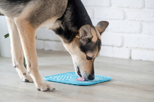 istock cute dog using lick mat for eating food slowly 2093442785