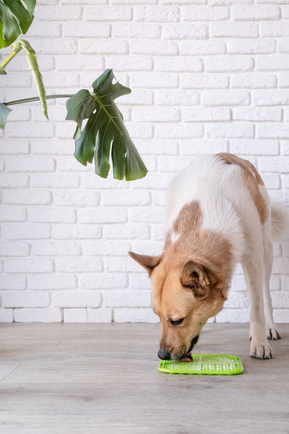 istock cute dog using lick mat for eating food slowly 2093443543