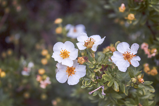 Potentilla fruticosa 'Abbotswood', bush with white blossoms.
