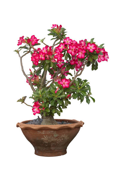 pink desert rose, mock azalea, pinkbignonia or impala lily flowers bloom in pot isolated on white background included clipping path. - azalea flower pot rhododendron isolated ストックフォトと画像