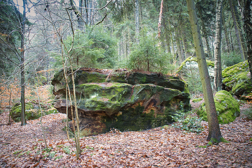 Moss-covered sandstone with small fir trees on the stone in the Saxon Switzerland Nature Park. Landscape shot from the forest