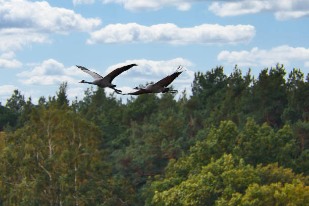 Cranes fly over trees in a forest at sunset. Migratory birds on the Darss. Wildlife photo of birds from nature at the Baltic Sea.
