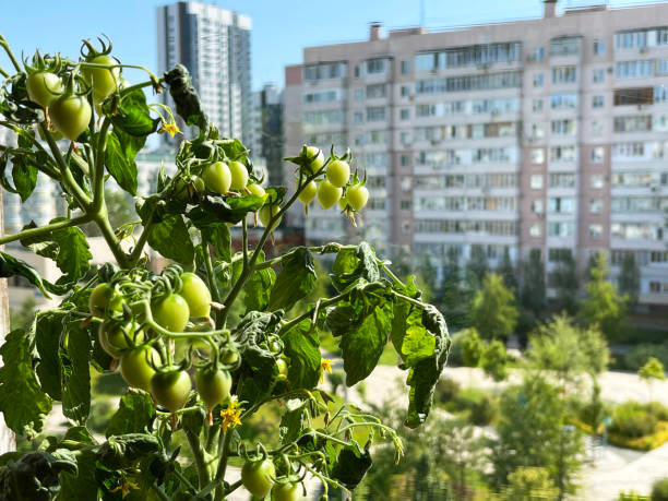 Balcony garden: potted tomatoes on a balcony in a residential apartment building. Copy space.
