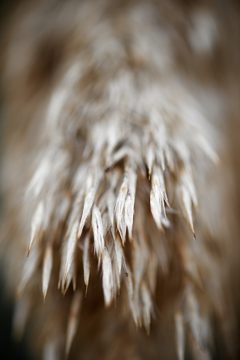 Close-up of the dried ears of a reed.