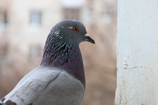 Grey dove closeup portrait, bird on the window, cloudy day, pigeon beautiful portrait, pigeons eyes in macro, summer light