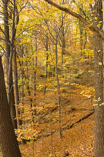 Autumn forest with yellowed trees and fallen leaves