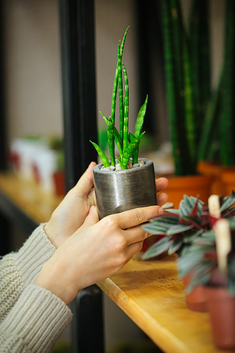 A person holding a potted plant on a table with copy space.