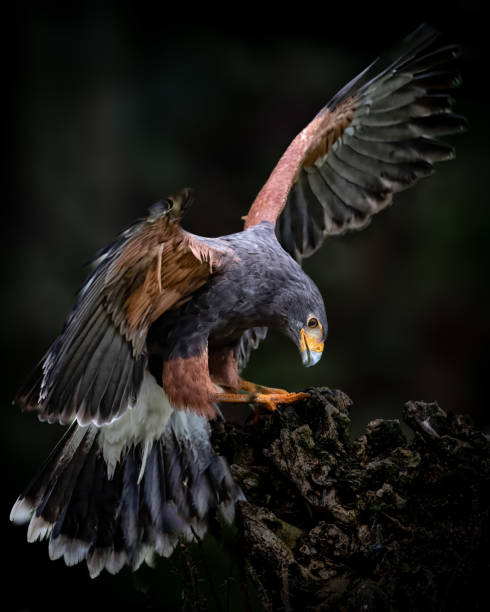 istock Close-up of Harris's hawk taking off from a rocky surface 2093475819