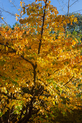 Stanley Park, Gosport, Hampshire, UK: a popular public park created in the mid-20th century from former 19th century parkland of Bay House designed by Decimus Burton, and built in 1840 for the First Lord Ashburton. The park includes some land and the walled garden from adjoining Alver House.