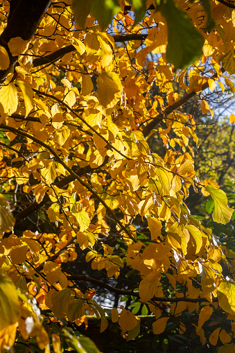 Stanley Park, Gosport, Hampshire, UK: a popular public park created in the mid-20th century from former 19th century parkland of Bay House designed by Decimus Burton, and built in 1840 for the First Lord Ashburton. The park includes some land and the walled garden from adjoining Alver House.